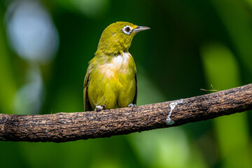 The Javan white-eye (Zosterops flavus) is a bird species in the family Zosteropidae