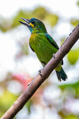 The yellow-eared barbet (Psilopogon australis) is an Asian barbet native to Java and Bali