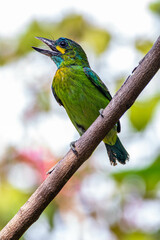 The yellow-eared barbet (Psilopogon australis) is an Asian barbet native to Java and Bali