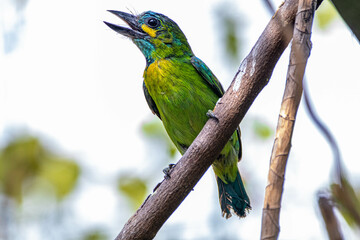 Obraz premium The yellow-eared barbet (Psilopogon australis) is an Asian barbet native to Java and Bali