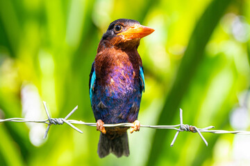 The Javan kingfisher (Halcyon cyanoventris), sometimes called the blue-bellied kingfisher or Java kingfisher