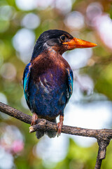 The Javan kingfisher (Halcyon cyanoventris), sometimes called the blue-bellied kingfisher or Java kingfisher