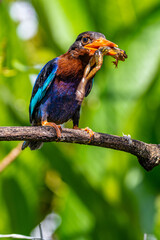 The Javan kingfisher (Halcyon cyanoventris), sometimes called the blue-bellied kingfisher or Java kingfisher