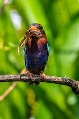 The Javan kingfisher (Halcyon cyanoventris), sometimes called the blue-bellied kingfisher or Java kingfisher