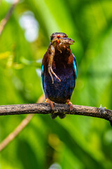 The Javan kingfisher (Halcyon cyanoventris), sometimes called the blue-bellied kingfisher or Java kingfisher