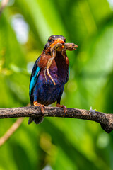 The Javan kingfisher (Halcyon cyanoventris), sometimes called the blue-bellied kingfisher or Java kingfisher