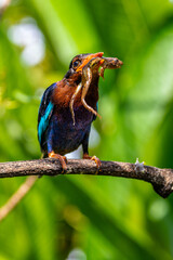 The Javan kingfisher (Halcyon cyanoventris), sometimes called the blue-bellied kingfisher or Java kingfisher