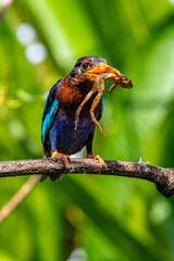The Javan kingfisher (Halcyon cyanoventris), sometimes called the blue-bellied kingfisher or Java kingfisher