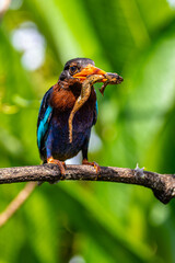 The Javan kingfisher (Halcyon cyanoventris), sometimes called the blue-bellied kingfisher or Java kingfisher