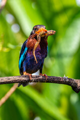 The Javan kingfisher (Halcyon cyanoventris), sometimes called the blue-bellied kingfisher or Java kingfisher