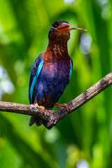 The Javan kingfisher (Halcyon cyanoventris), sometimes called the blue-bellied kingfisher or Java kingfisher