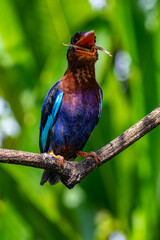 The Javan kingfisher (Halcyon cyanoventris), sometimes called the blue-bellied kingfisher or Java kingfisher