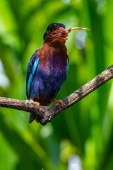 The Javan kingfisher (Halcyon cyanoventris), sometimes called the blue-bellied kingfisher or Java kingfisher