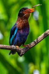 The Javan kingfisher (Halcyon cyanoventris), sometimes called the blue-bellied kingfisher or Java kingfisher