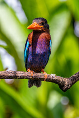 The Javan kingfisher (Halcyon cyanoventris), sometimes called the blue-bellied kingfisher or Java kingfisher