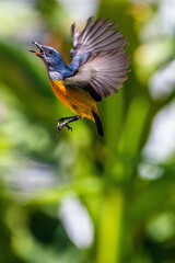 The orange-bellied flowerpecker (Dicaeum trigonostigma) is a species of bird in the family Dicaeidae