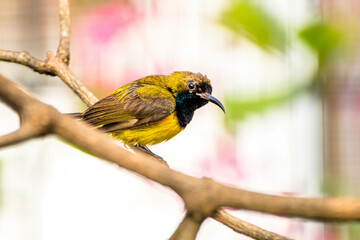 The olive-backed sunbird (Cinnyris jugularis), also known as the yellow-bellied sunbird
