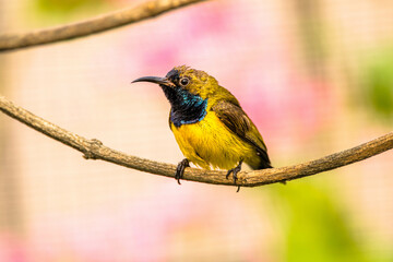 The olive-backed sunbird (Cinnyris jugularis), also known as the yellow-bellied sunbird