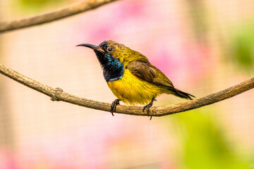 The olive-backed sunbird (Cinnyris jugularis), also known as the yellow-bellied sunbird