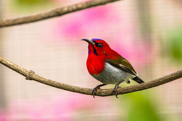The crimson sunbird (Aethopyga siparaja) is a species of bird in the sunbird family which feed largely on nectar