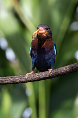 Obraz premium The Javan kingfisher (Halcyon cyanoventris), sometimes called the blue-bellied kingfisher or Java kingfisher