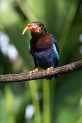 The Javan kingfisher (Halcyon cyanoventris), sometimes called the blue-bellied kingfisher or Java kingfisher