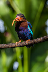 The Javan kingfisher (Halcyon cyanoventris), sometimes called the blue-bellied kingfisher or Java kingfisher