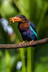 The Javan kingfisher (Halcyon cyanoventris), sometimes called the blue-bellied kingfisher or Java...
