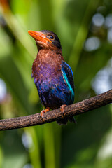 The Javan kingfisher (Halcyon cyanoventris), sometimes called the blue-bellied kingfisher or Java kingfisher