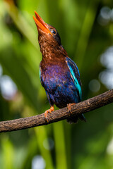 The Javan kingfisher (Halcyon cyanoventris), sometimes called the blue-bellied kingfisher or Java...