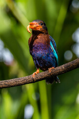 The Javan kingfisher (Halcyon cyanoventris), sometimes called the blue-bellied kingfisher or Java kingfisher