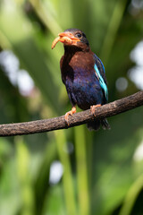 The Javan kingfisher (Halcyon cyanoventris), sometimes called the blue-bellied kingfisher or Java kingfisher