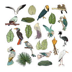 Set of leaves of tropical plants and exotic birds isolated on white. Realistic toucan, pigeon, heron, seagull, hummingbird, hornbills and leaves of monstera, palm tree. For print, cards, clothes, icon © Anastasiia