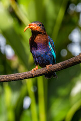 The Javan kingfisher (Halcyon cyanoventris), sometimes called the blue-bellied kingfisher or Java kingfisher