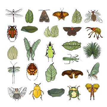 Set of insects and leaves isolated on white. Cute realistic butterfly, beetle, moth, dragonfly, beetle, mosquito and tree leaves, monstera, palm tree. For print, cards, clothes, interior, icon, logo