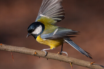 cute little bird in yellow black colors,Great Tit, Parus major