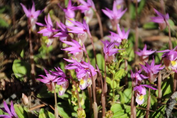 flowers in the wild, Jasper National Park, Alberta