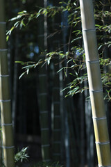日本の竹林。