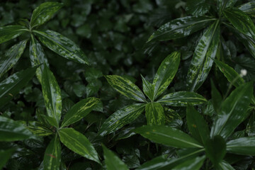 雨が上がったあとの植物。夏と秋に成長する藪茗荷（ヤブミョウガ）。