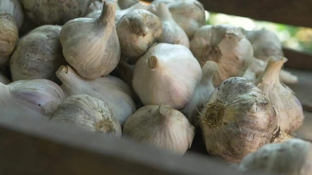 Raw garlic after harvest. Spicy culinary ingredient, healthy eating. Storing crops. Agriculture growing. Pungent flavor as seasoning or condiment, traditional medicine