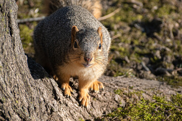 Naklejka na ściany i meble Close up of squirrel on tree root
