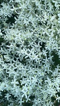 Video top view green clematis, virgin bower plants. Fresh nature, beauty in natural environment. Gardening and plant, herb care. Outdoor recreation. Fresh air, tranquil atmosphere. Non urban location
