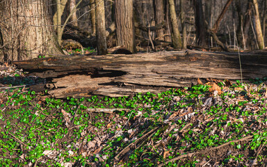Forest floor with rotting tree and plants