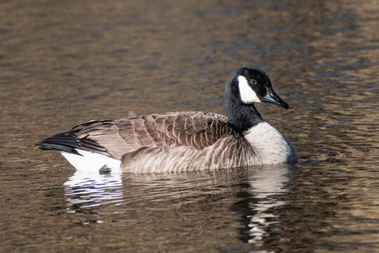 Canada goose swimming in lagoon