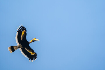Great Hornbill in Flight