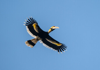 Great Hornbill in Flight