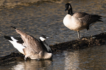 Naklejka na ściany i meble Geese on branch in lagoon