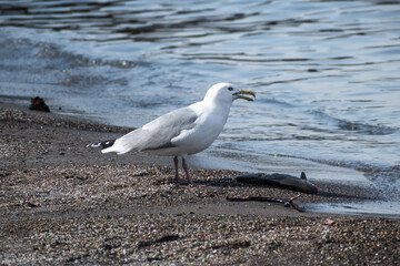 Herring gull (Larus argentatus) with beak open while eating fish