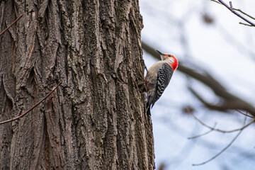 Red-bellied woodpecker climbing up tree side