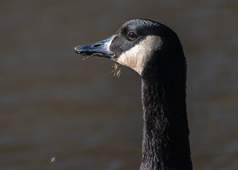 Canada goose close up of neck and head